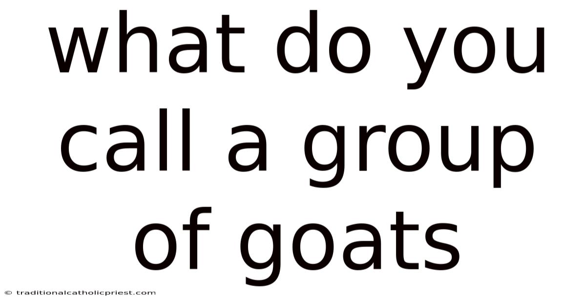 What Do You Call A Group Of Goats