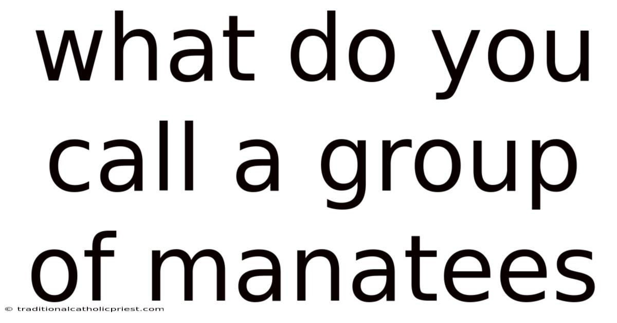 What Do You Call A Group Of Manatees