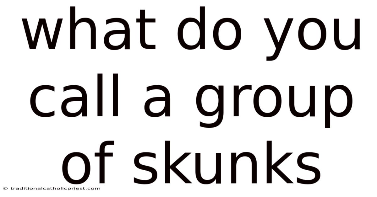 What Do You Call A Group Of Skunks
