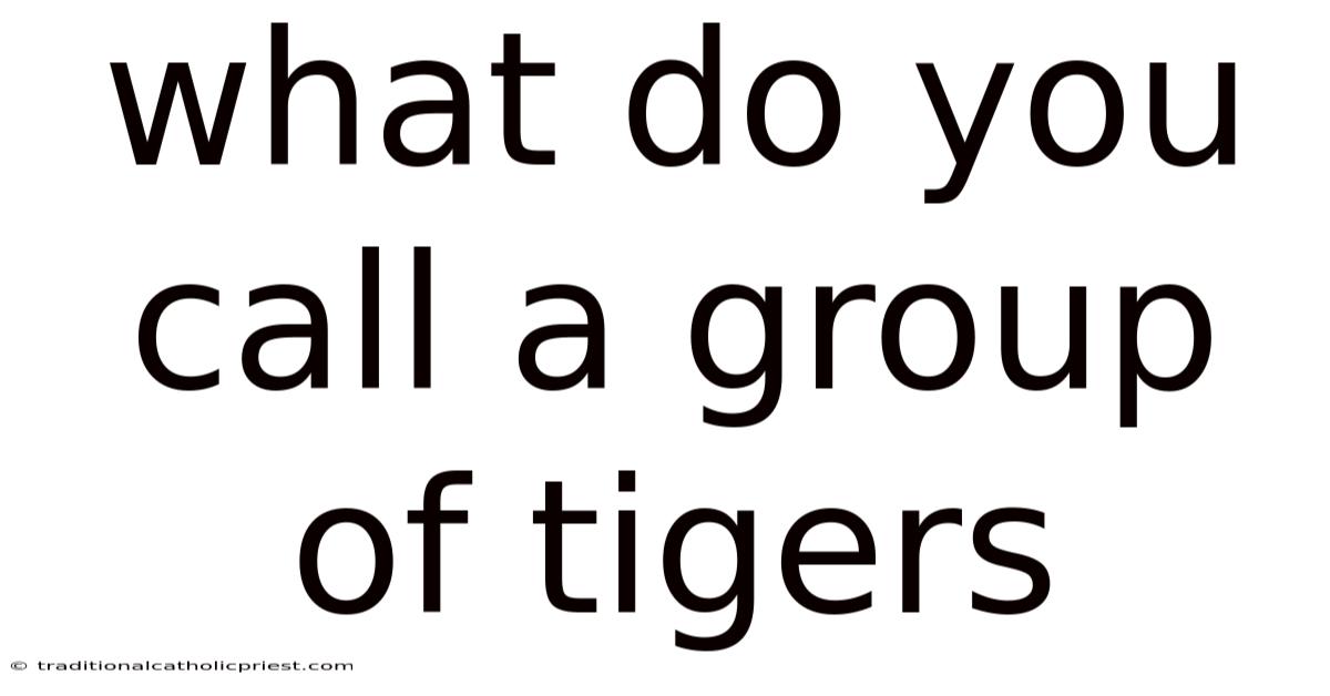 What Do You Call A Group Of Tigers