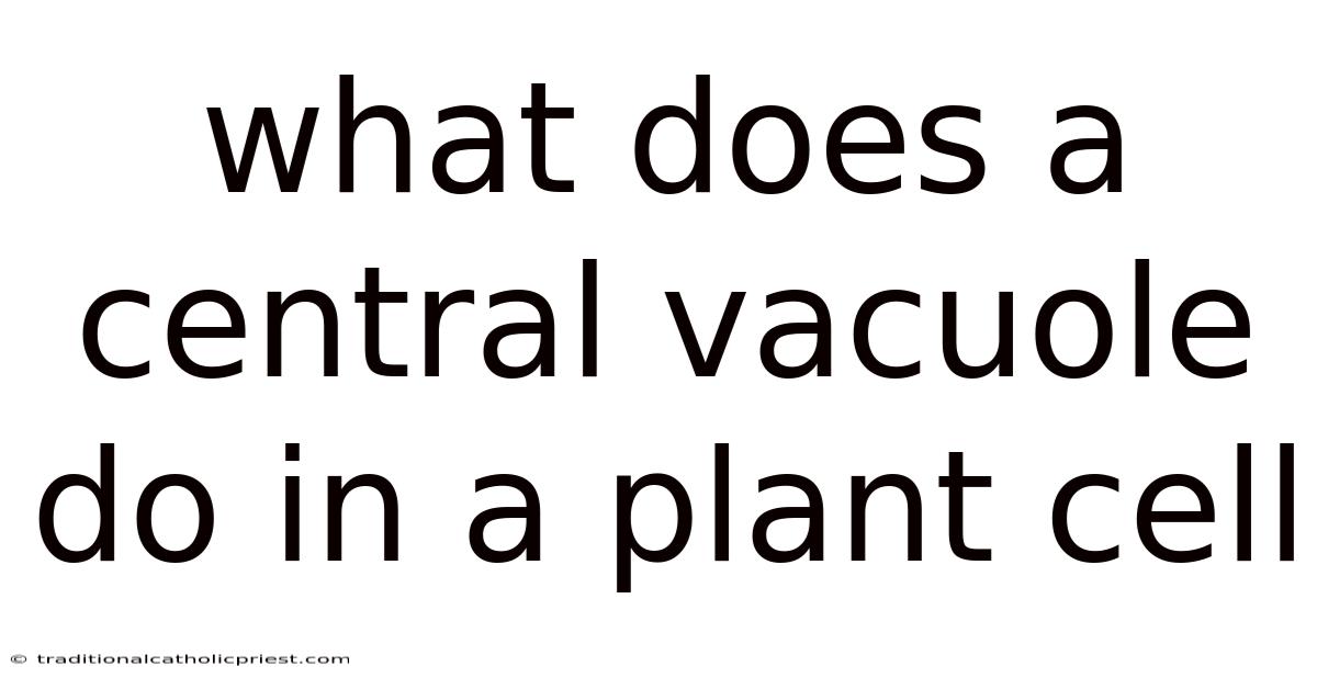 What Does A Central Vacuole Do In A Plant Cell