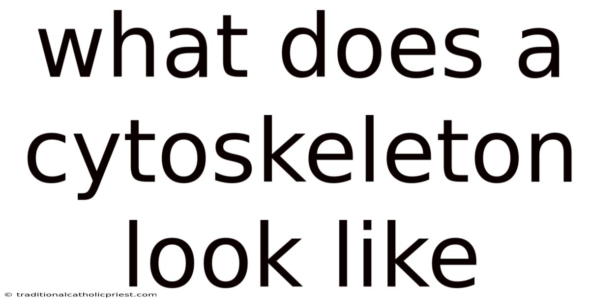 What Does A Cytoskeleton Look Like