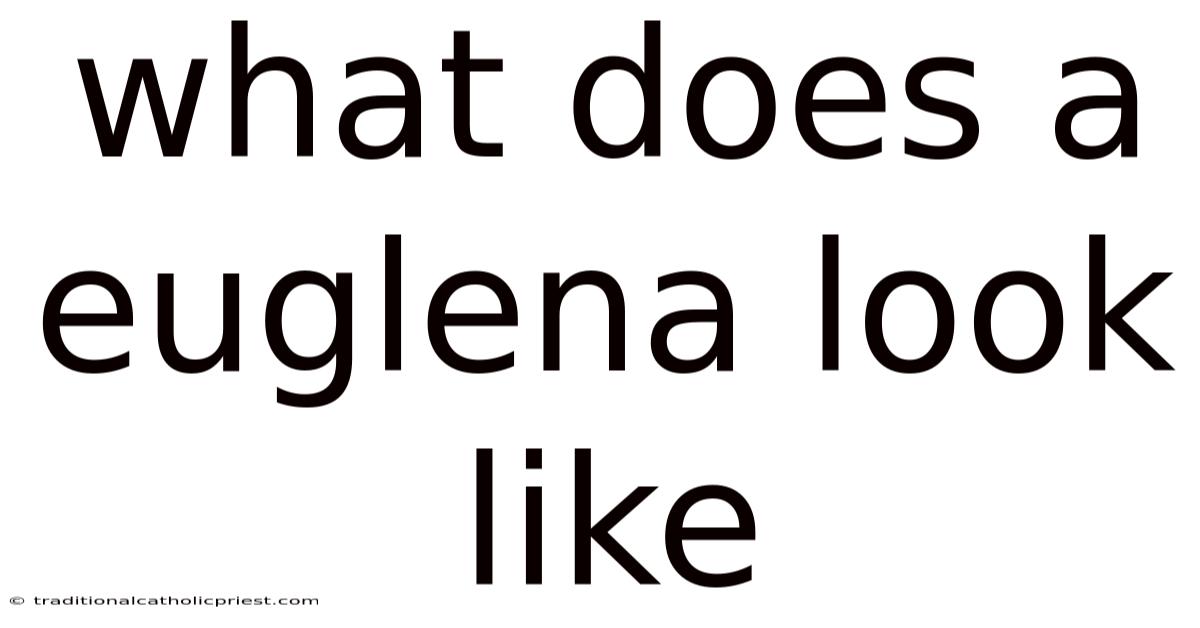 What Does A Euglena Look Like