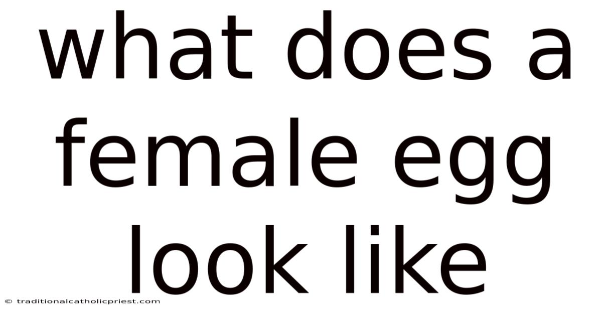 What Does A Female Egg Look Like
