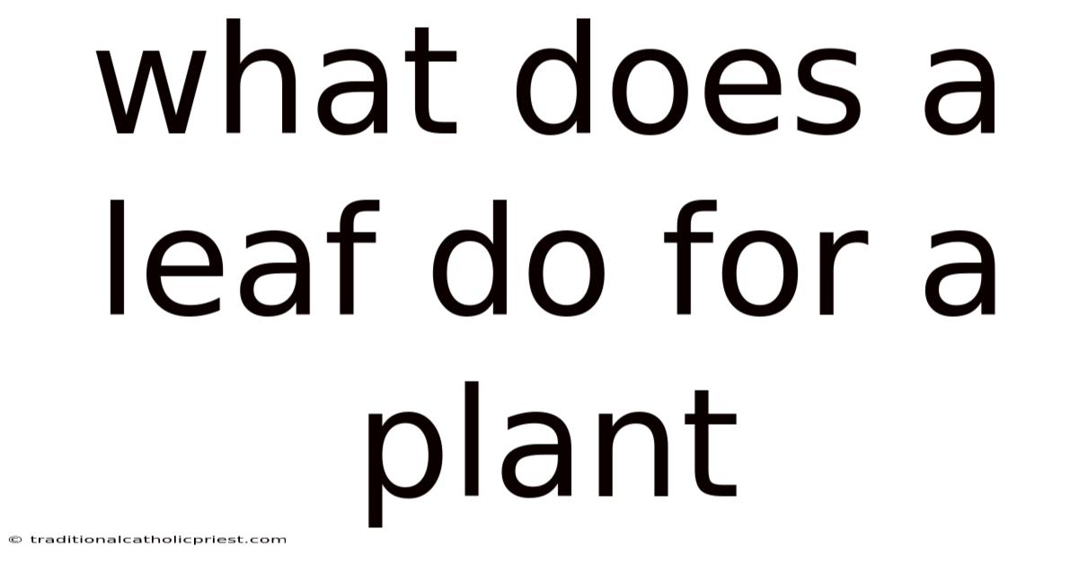 What Does A Leaf Do For A Plant