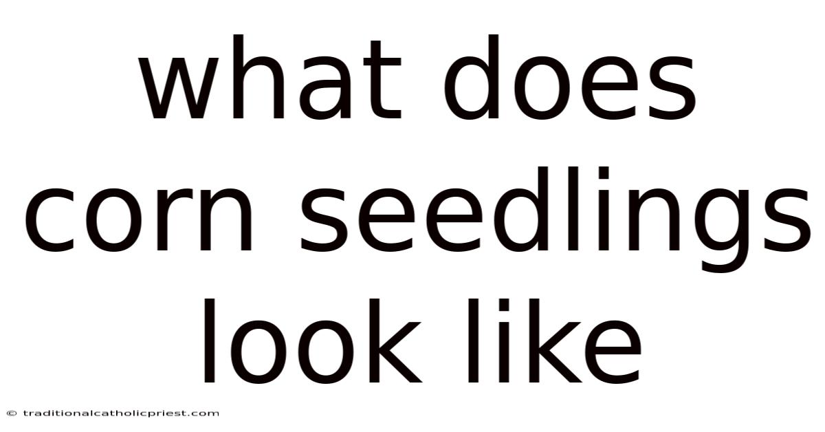 What Does Corn Seedlings Look Like