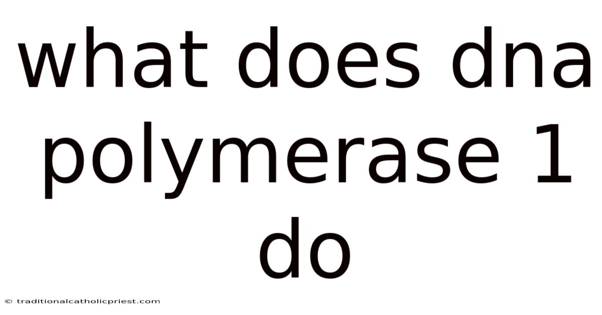 What Does Dna Polymerase 1 Do