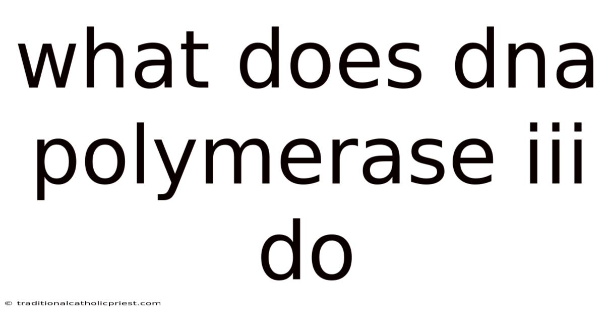 What Does Dna Polymerase Iii Do