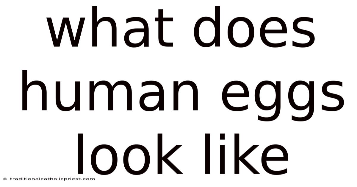 What Does Human Eggs Look Like