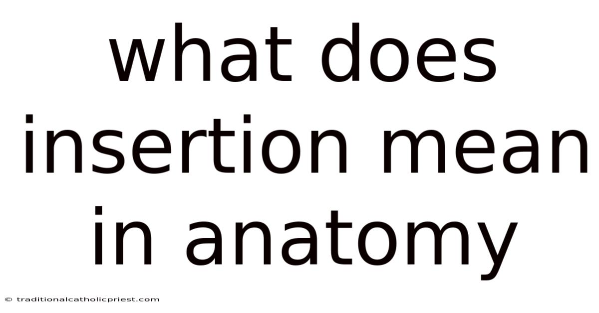 What Does Insertion Mean In Anatomy