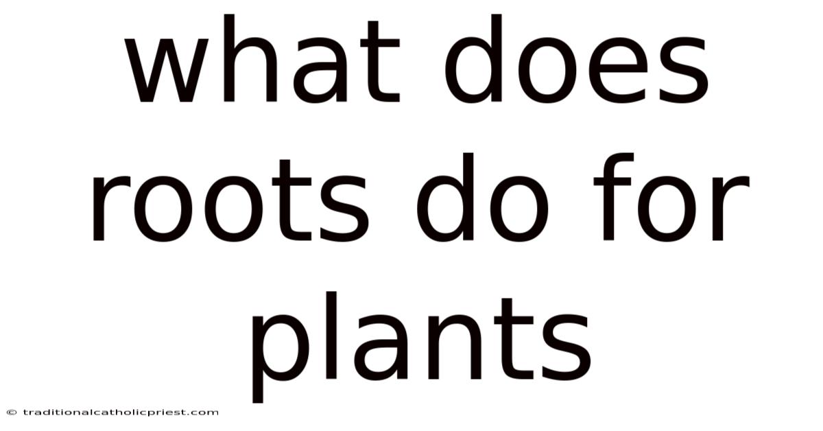 What Does Roots Do For Plants