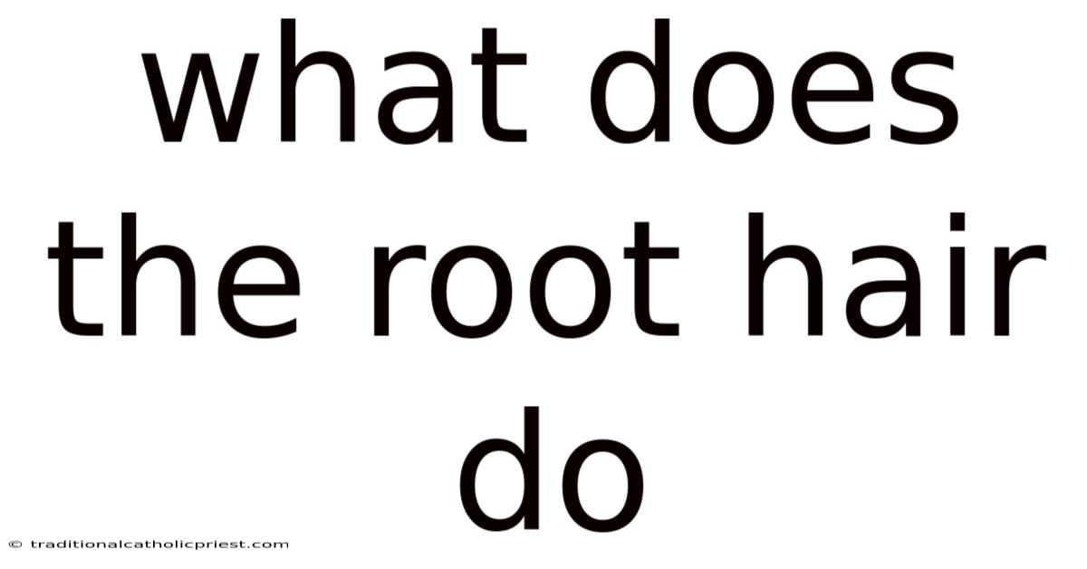 What Does The Root Hair Do