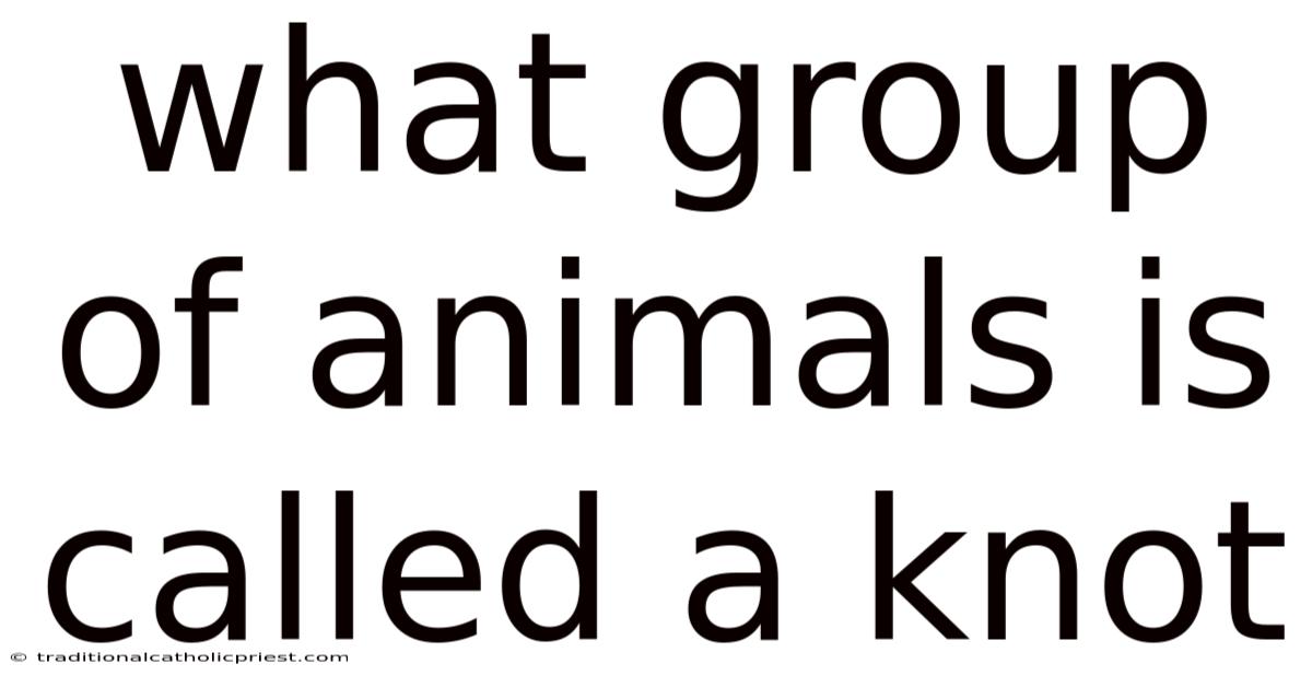 What Group Of Animals Is Called A Knot