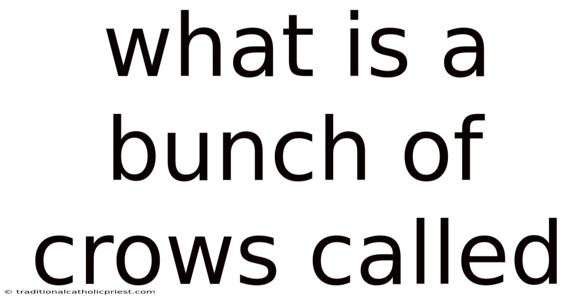 What Is A Bunch Of Crows Called