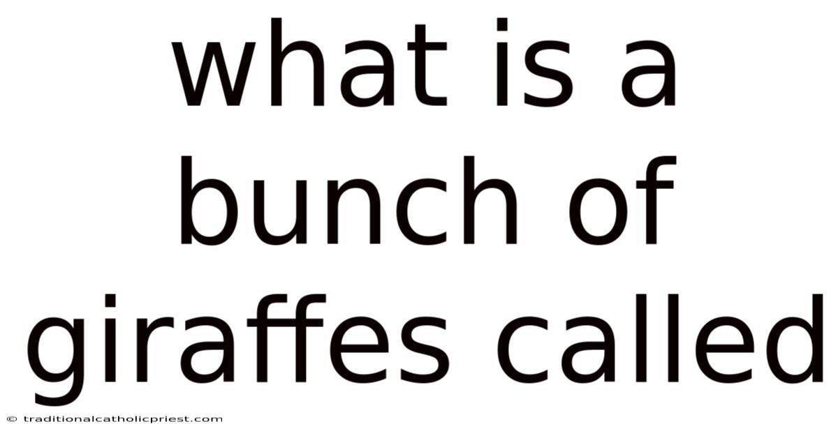 What Is A Bunch Of Giraffes Called