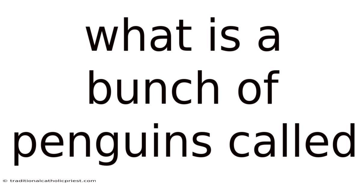 What Is A Bunch Of Penguins Called