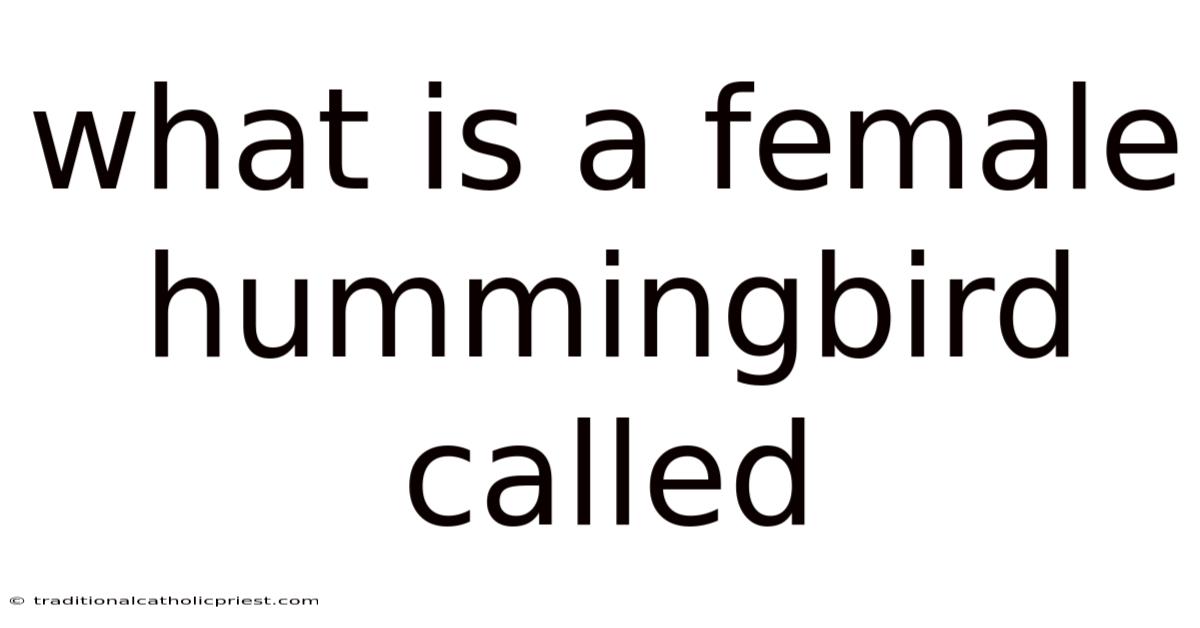 What Is A Female Hummingbird Called