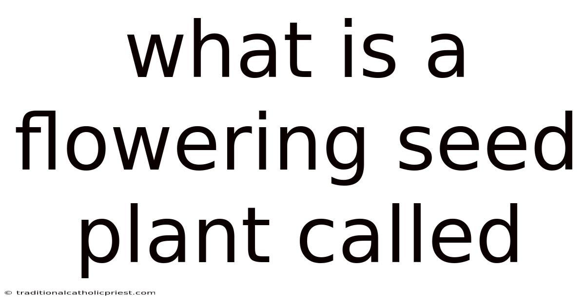 What Is A Flowering Seed Plant Called