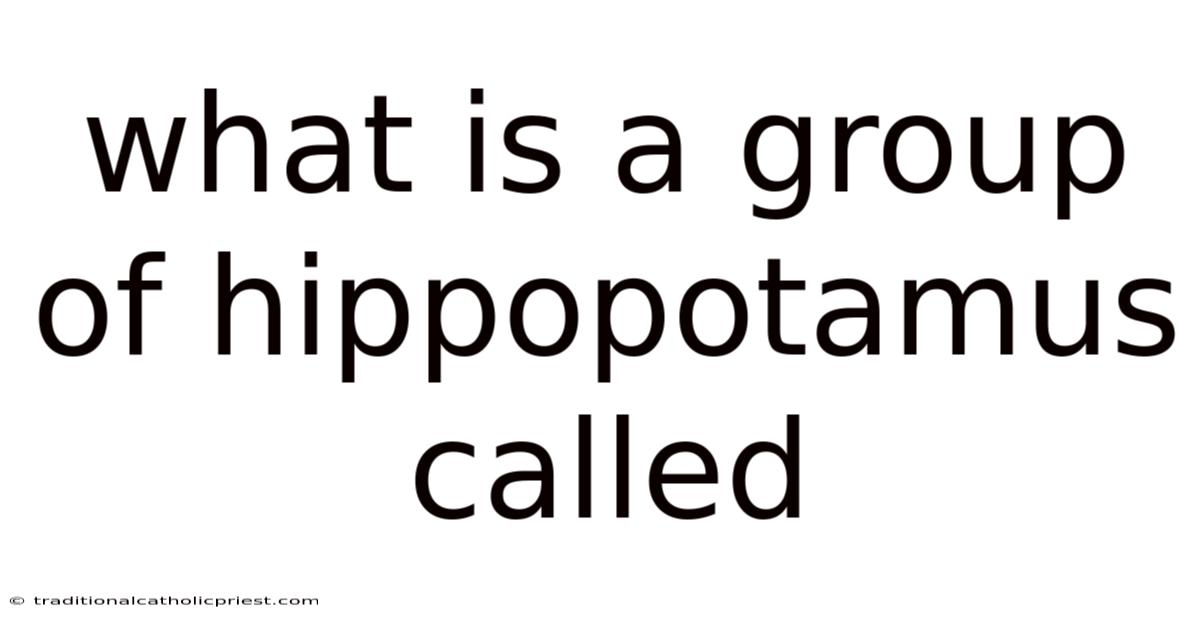 What Is A Group Of Hippopotamus Called