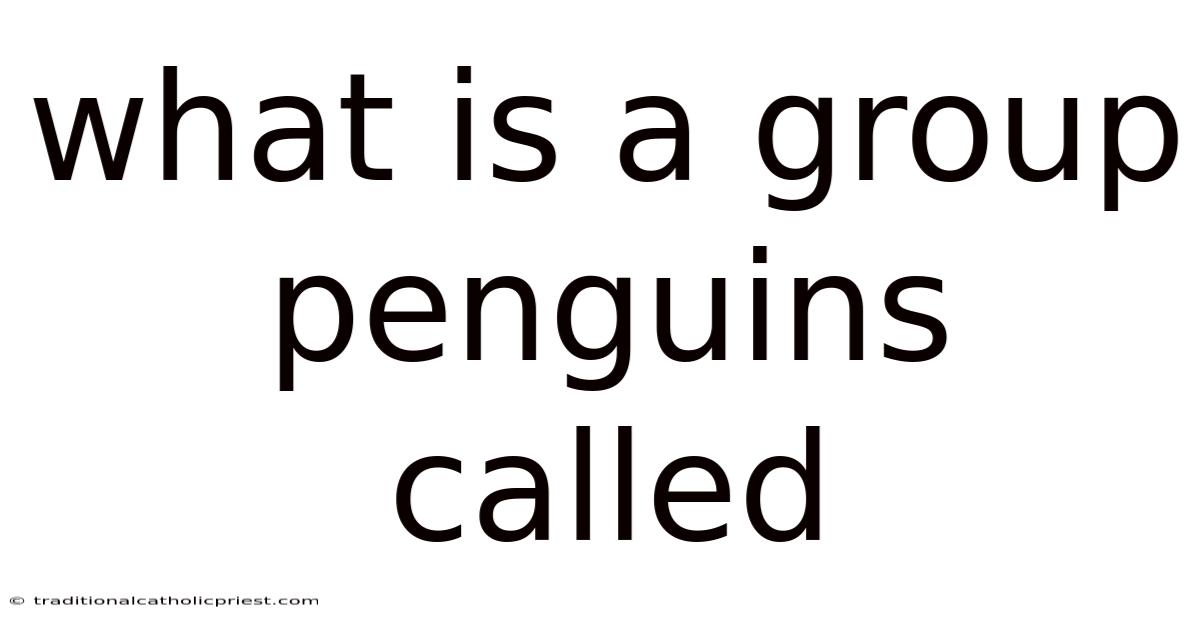 What Is A Group Penguins Called