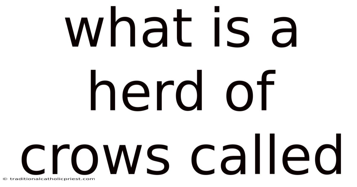 What Is A Herd Of Crows Called