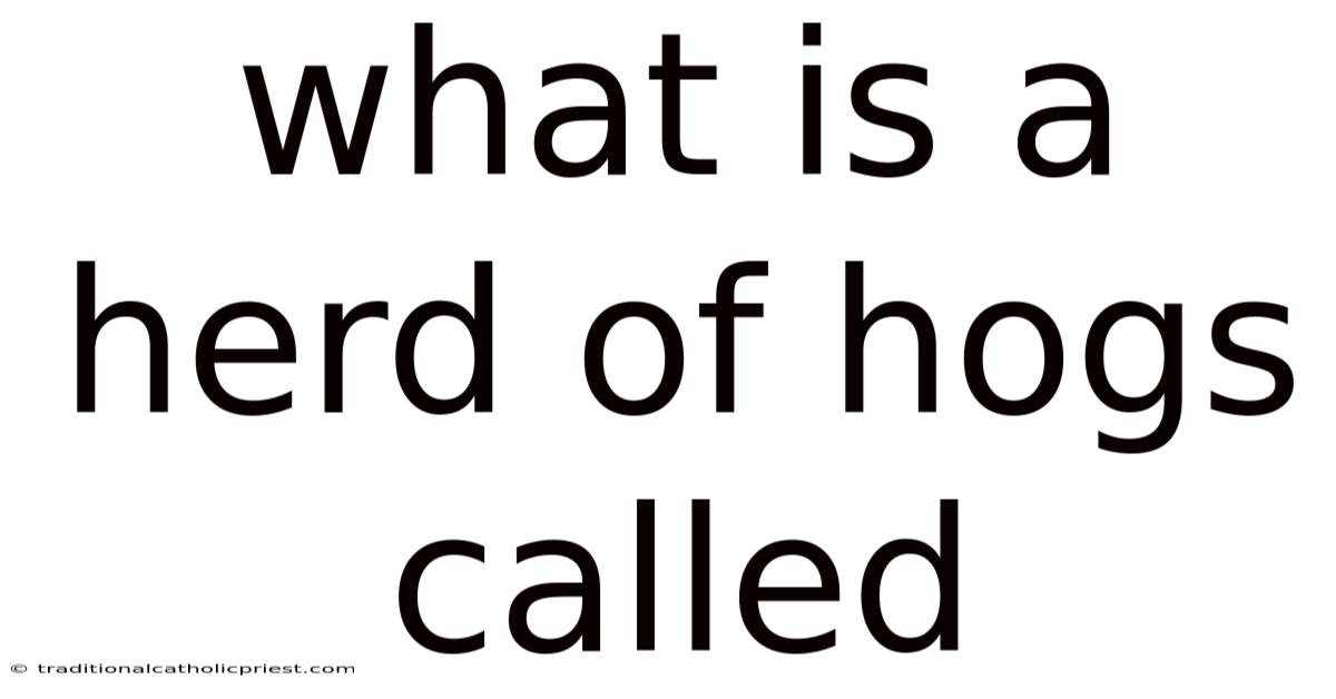 What Is A Herd Of Hogs Called