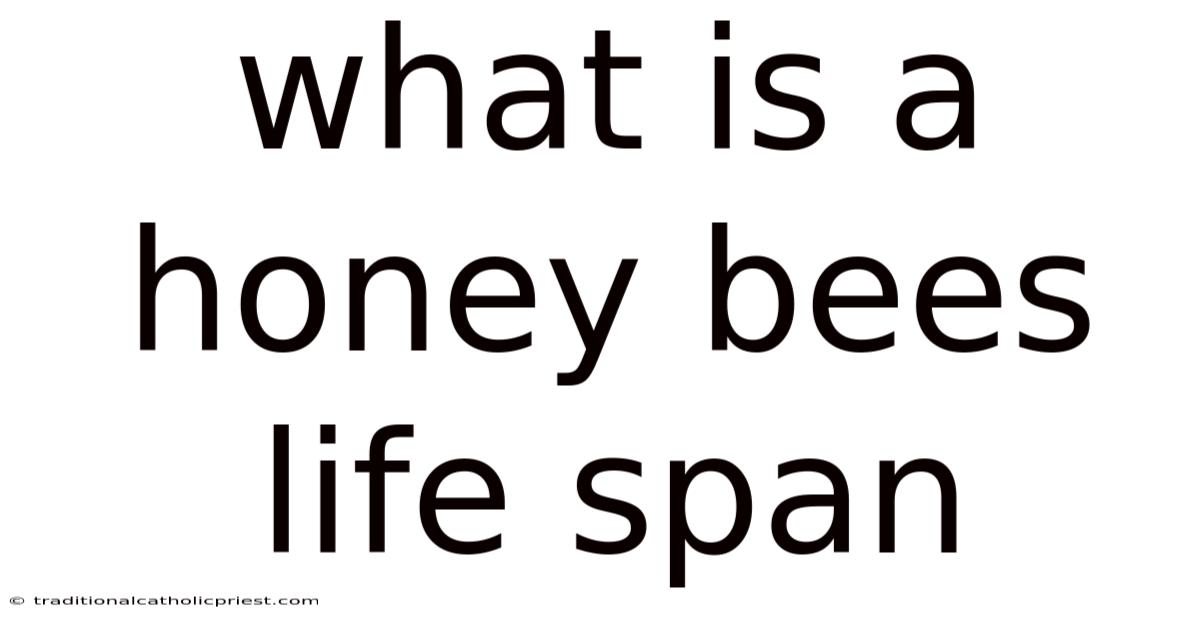 What Is A Honey Bees Life Span