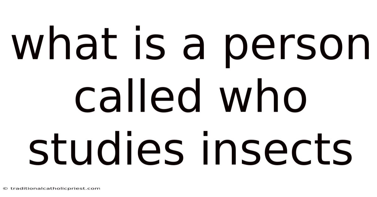 What Is A Person Called Who Studies Insects