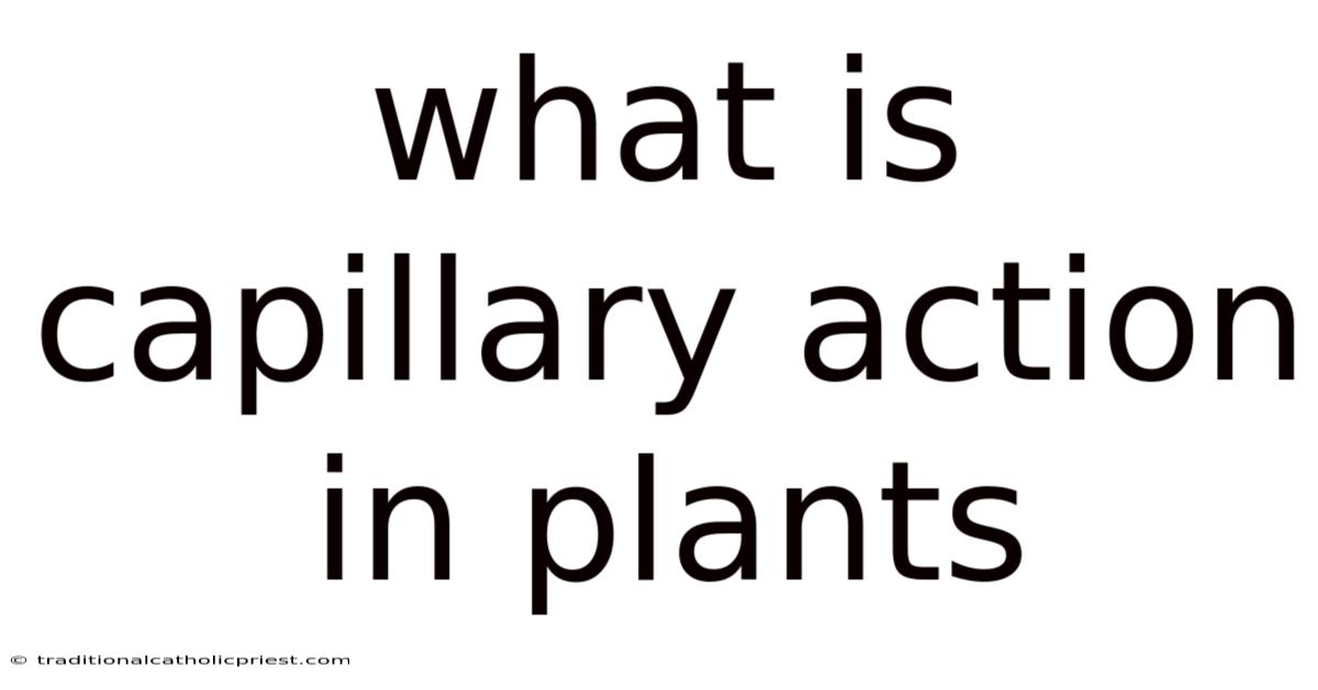 What Is Capillary Action In Plants