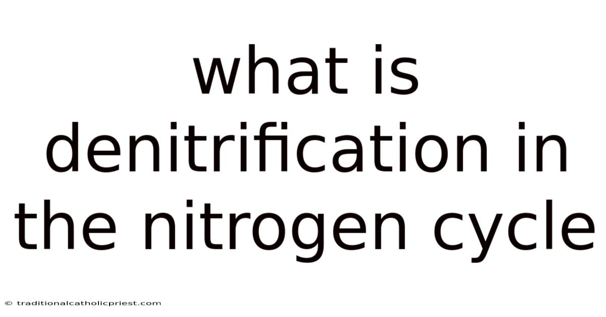 What Is Denitrification In The Nitrogen Cycle