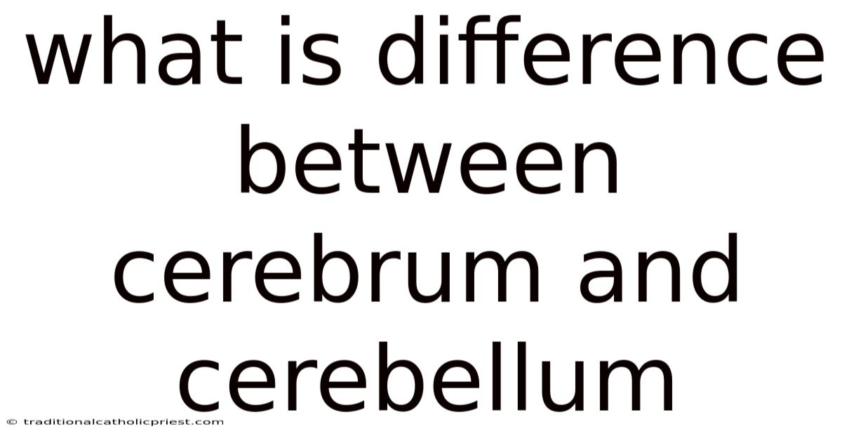 What Is Difference Between Cerebrum And Cerebellum