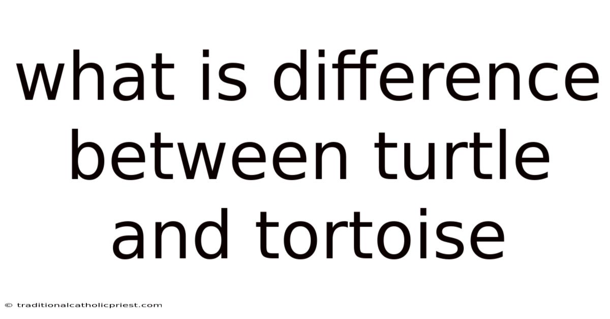 What Is Difference Between Turtle And Tortoise