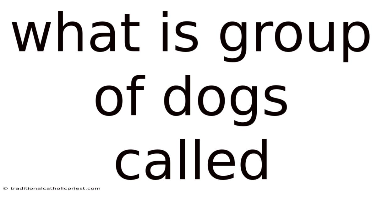 What Is Group Of Dogs Called