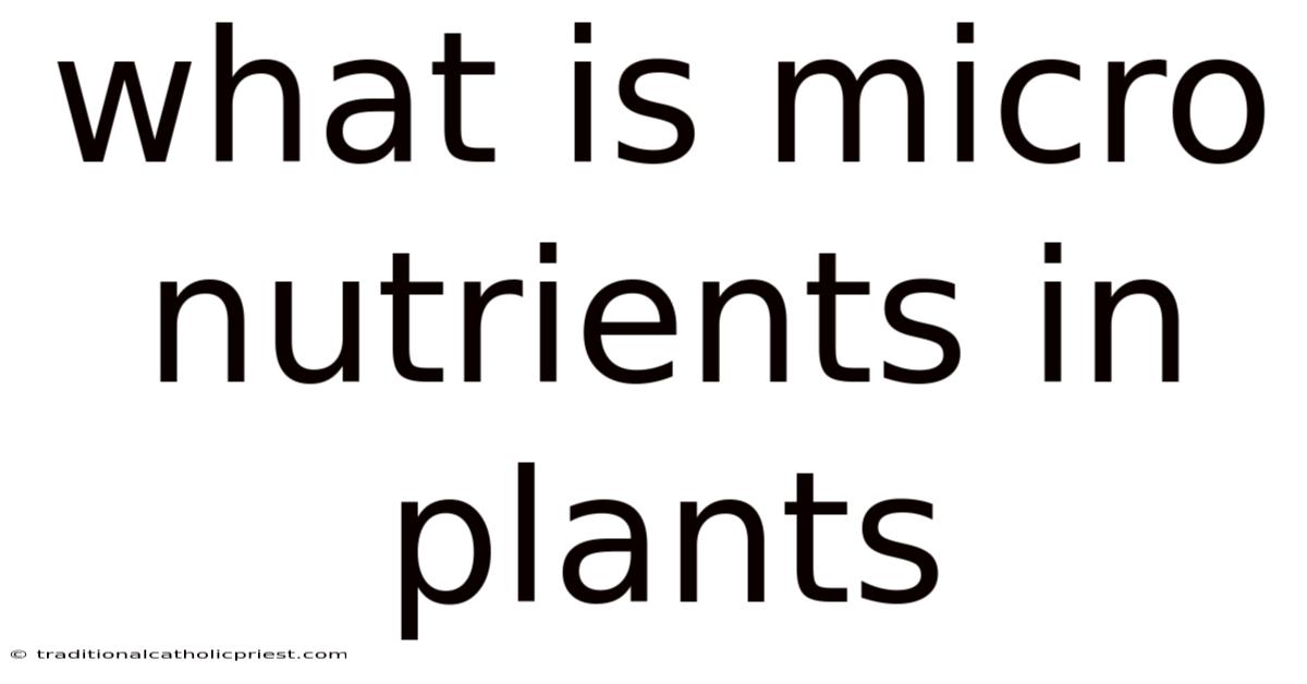 What Is Micro Nutrients In Plants