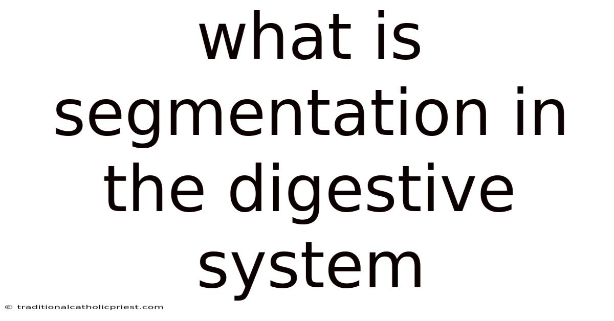 What Is Segmentation In The Digestive System