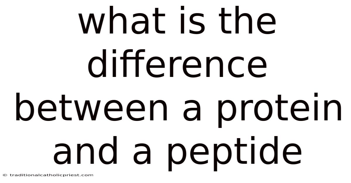 What Is The Difference Between A Protein And A Peptide