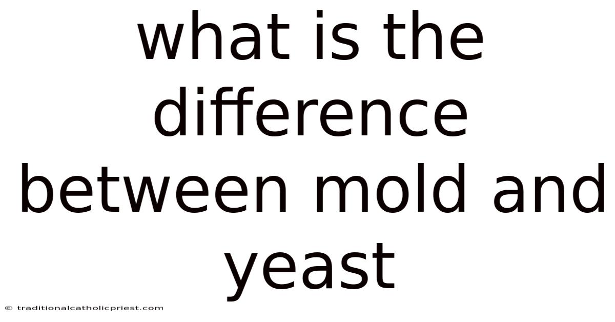 What Is The Difference Between Mold And Yeast