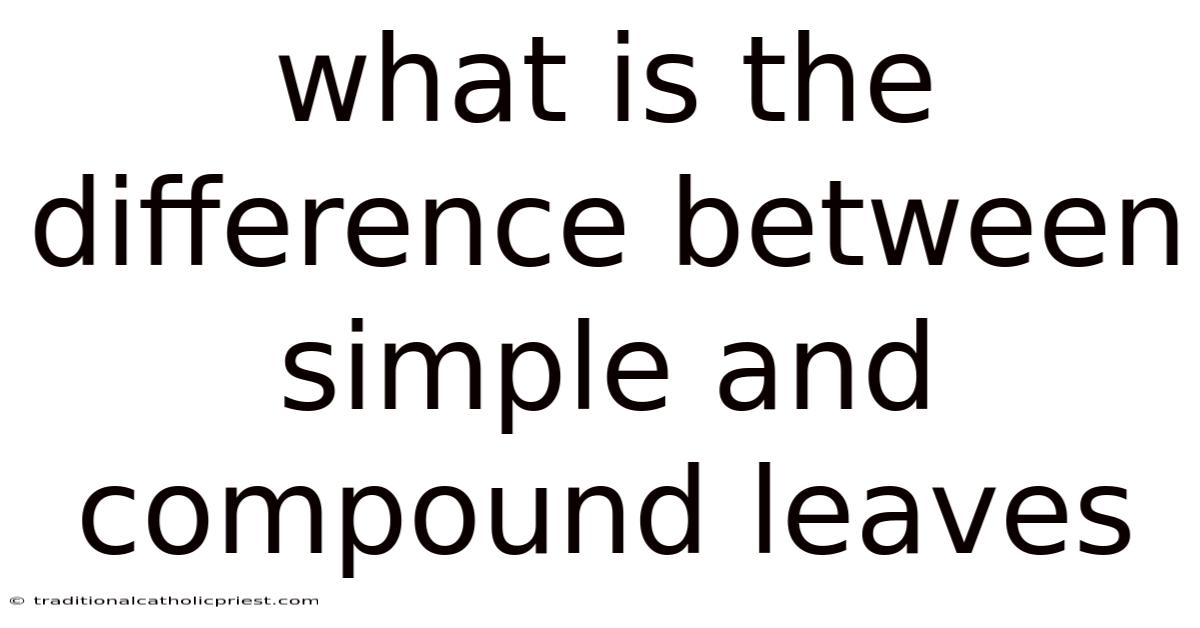 What Is The Difference Between Simple And Compound Leaves