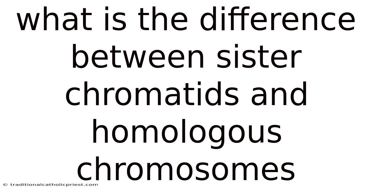 What Is The Difference Between Sister Chromatids And Homologous Chromosomes