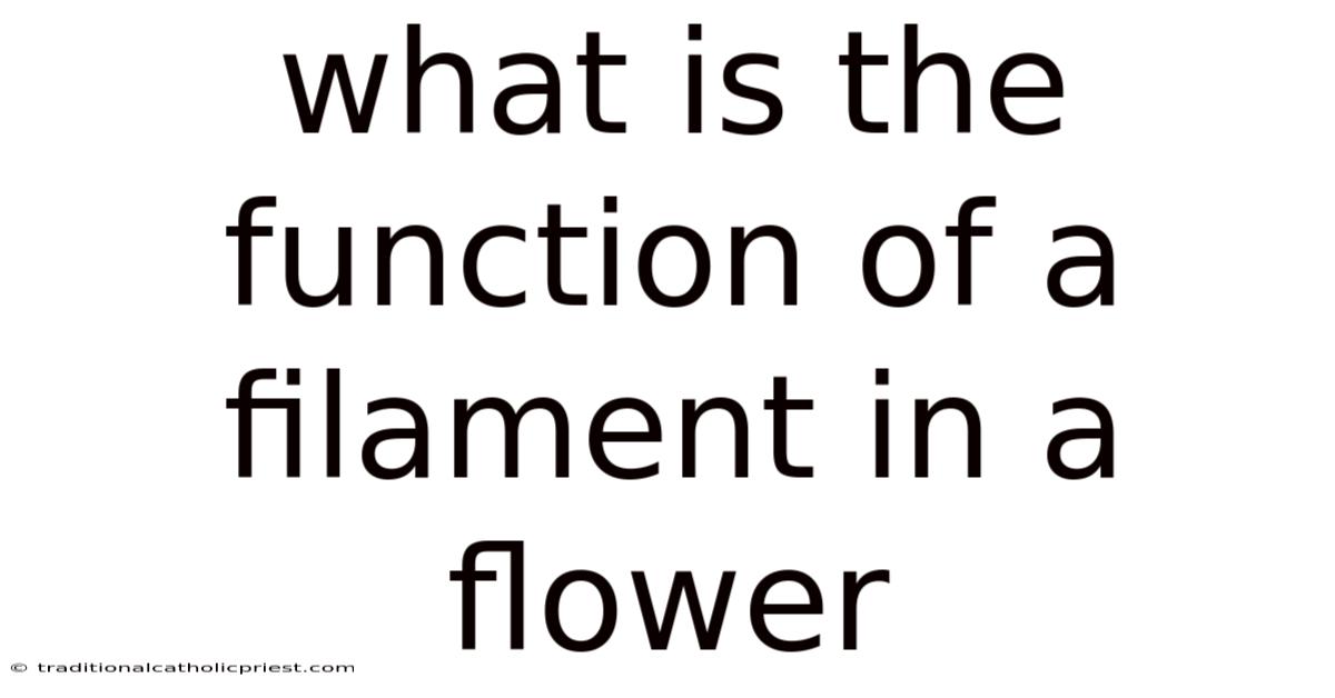 What Is The Function Of A Filament In A Flower