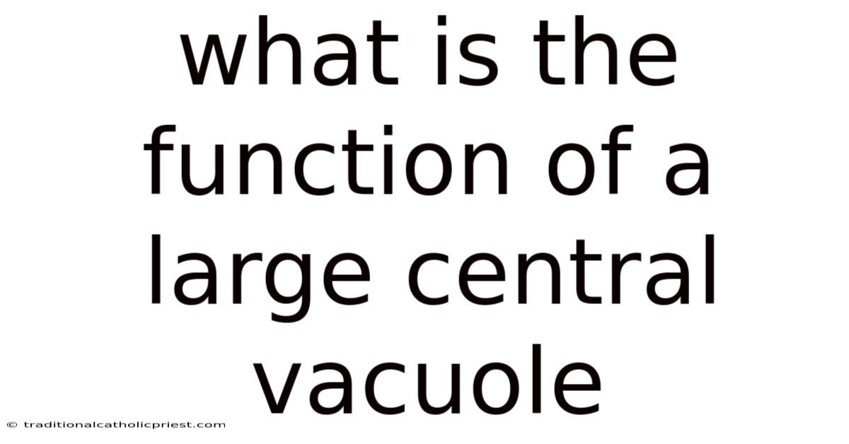 What Is The Function Of A Large Central Vacuole