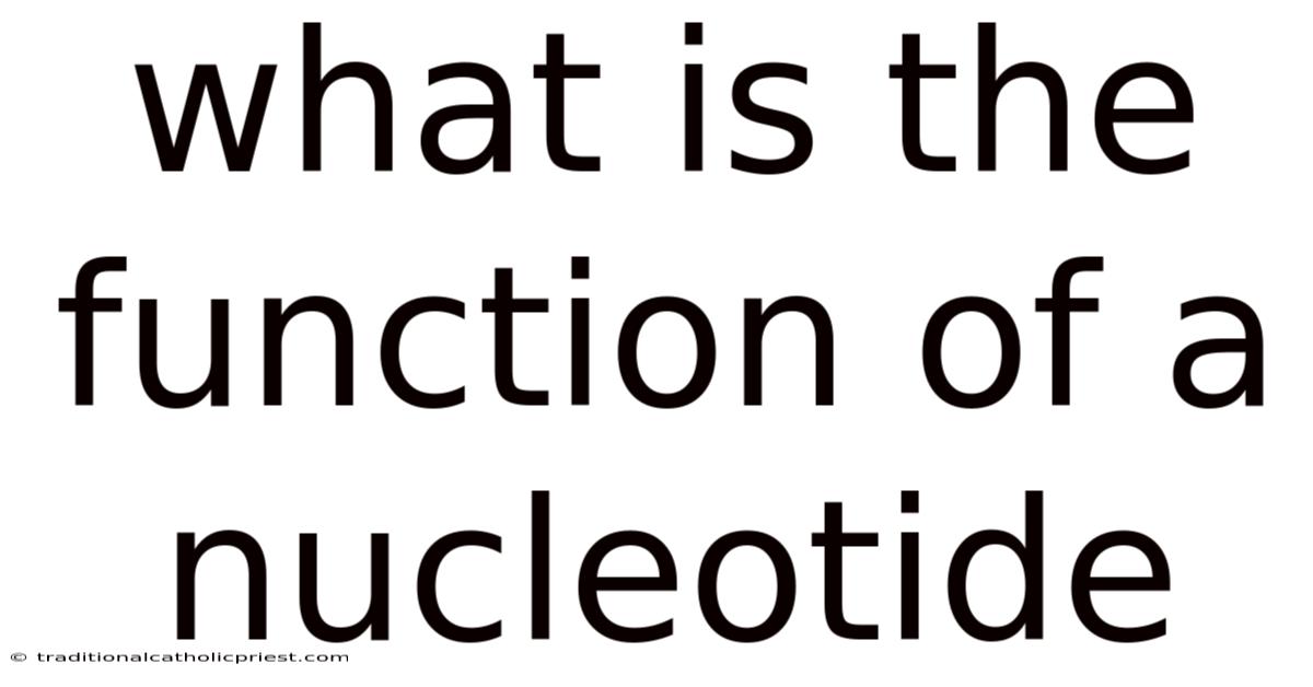 What Is The Function Of A Nucleotide