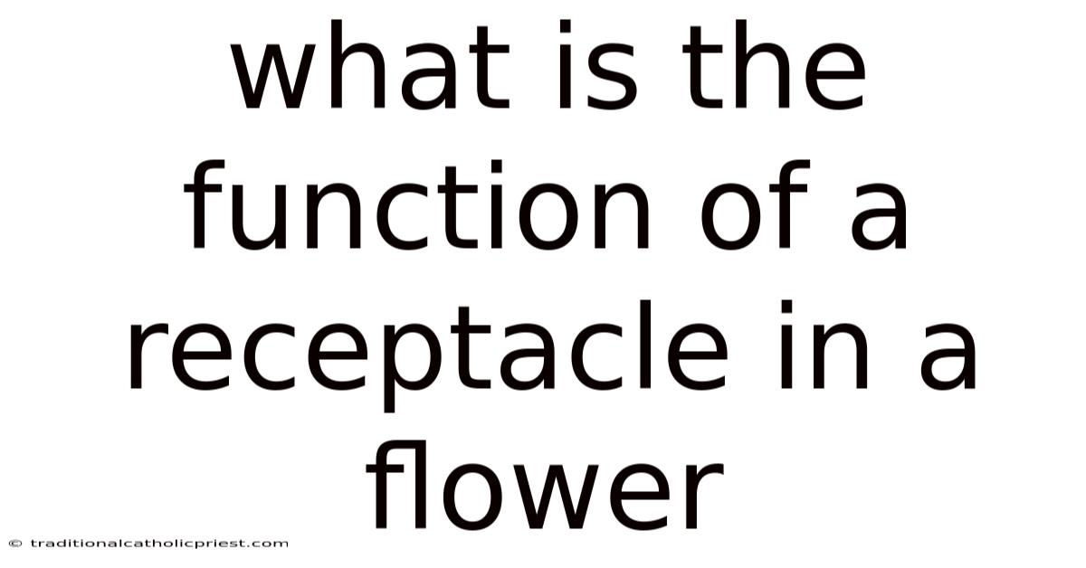 What Is The Function Of A Receptacle In A Flower