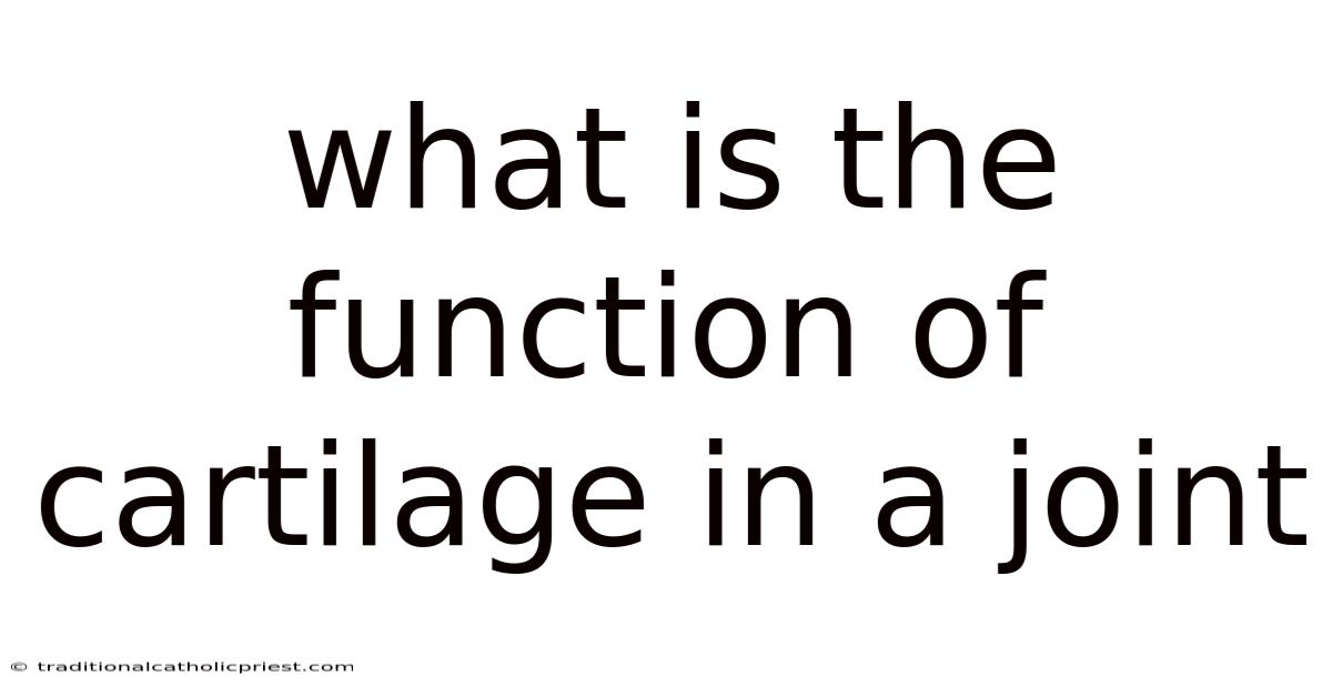What Is The Function Of Cartilage In A Joint