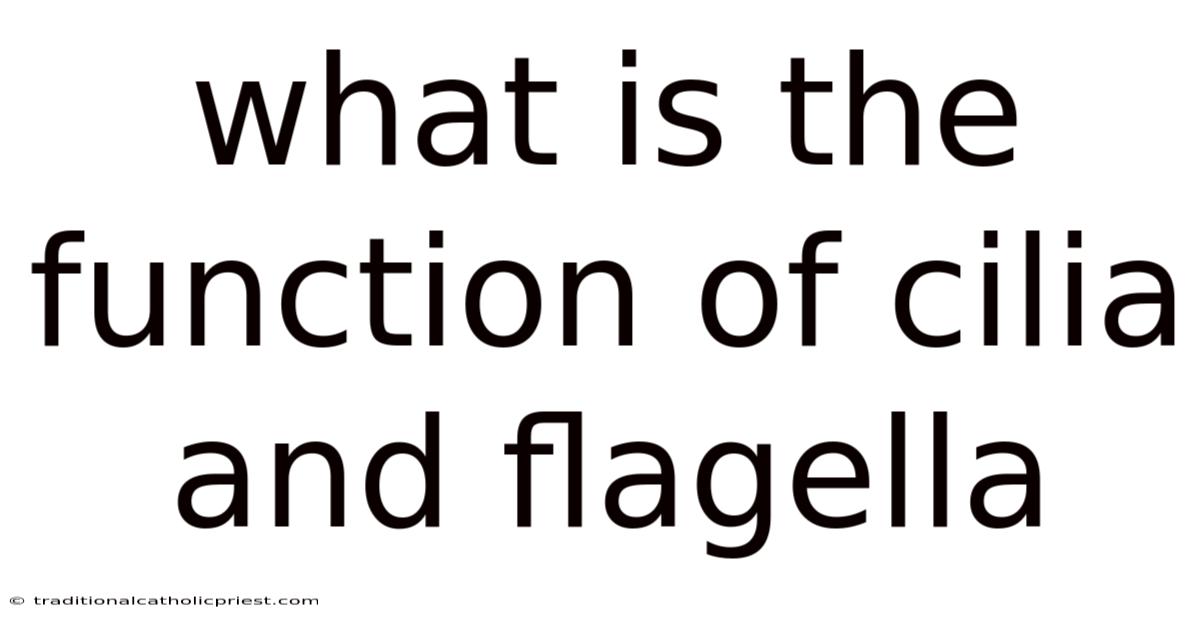 What Is The Function Of Cilia And Flagella