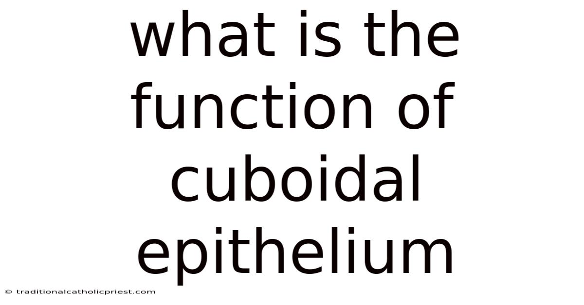 What Is The Function Of Cuboidal Epithelium