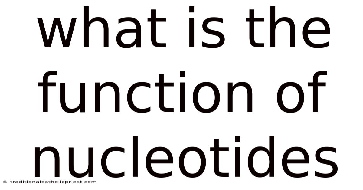 What Is The Function Of Nucleotides