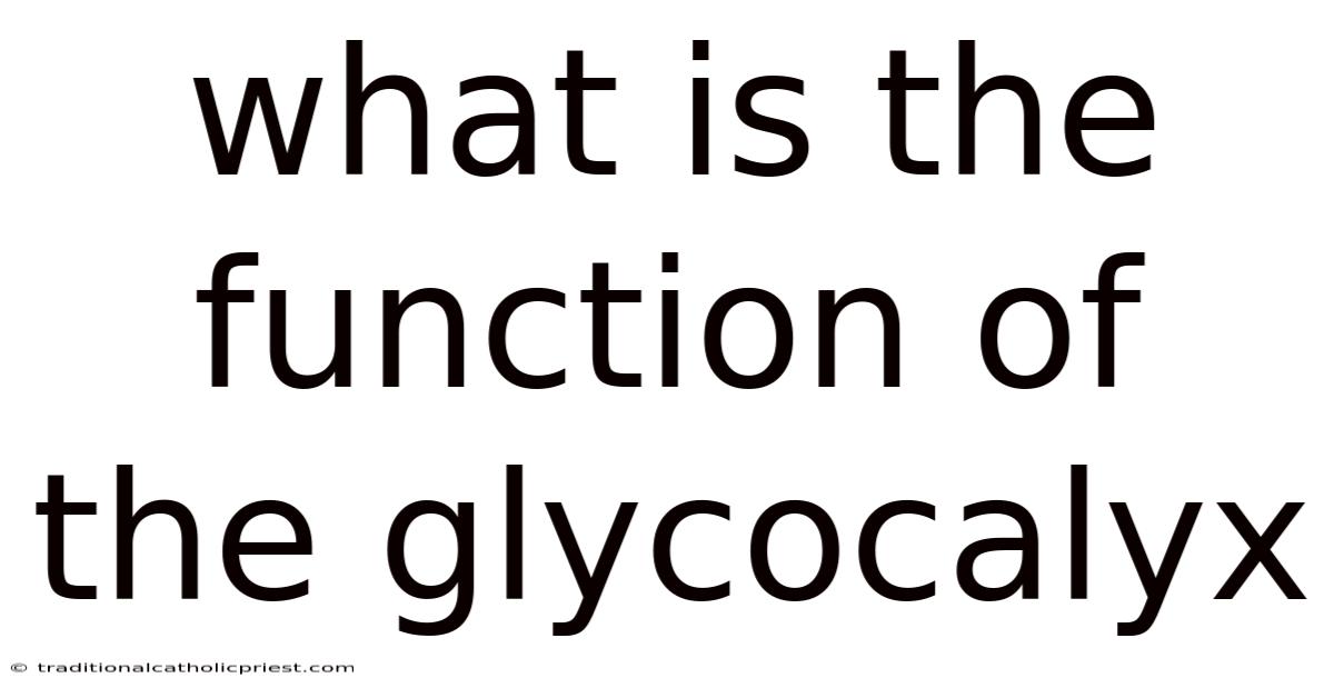 What Is The Function Of The Glycocalyx