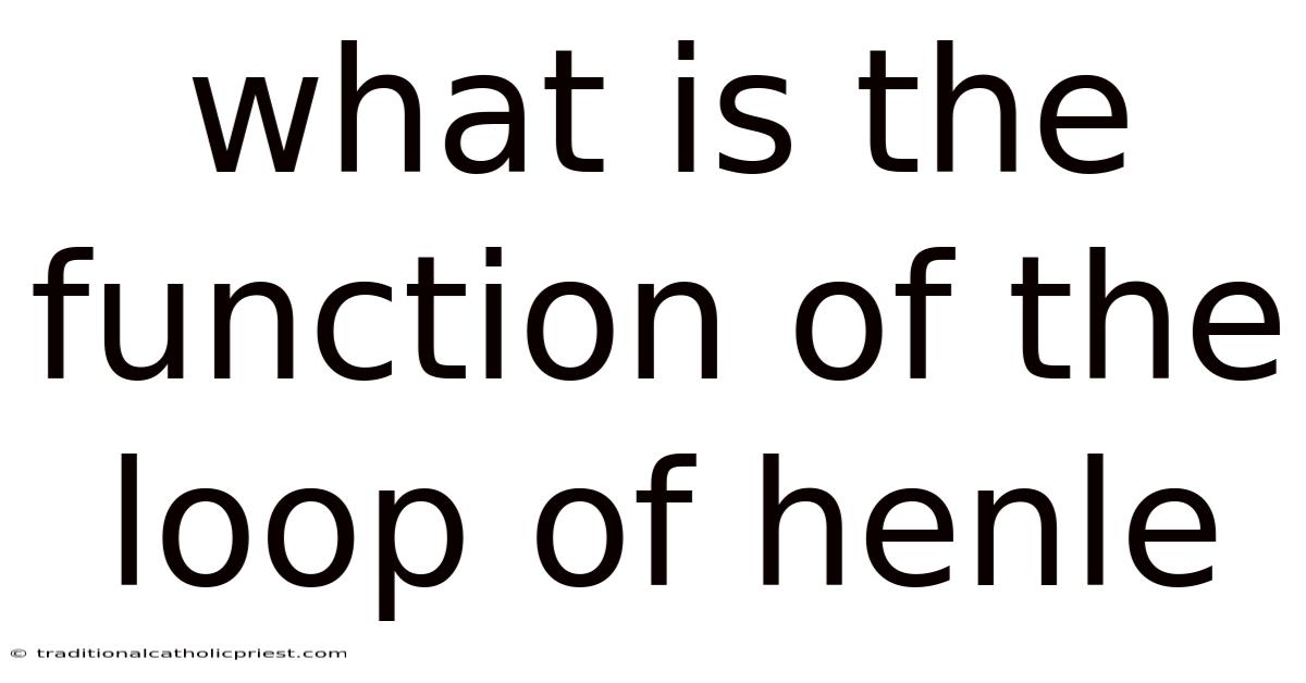 What Is The Function Of The Loop Of Henle