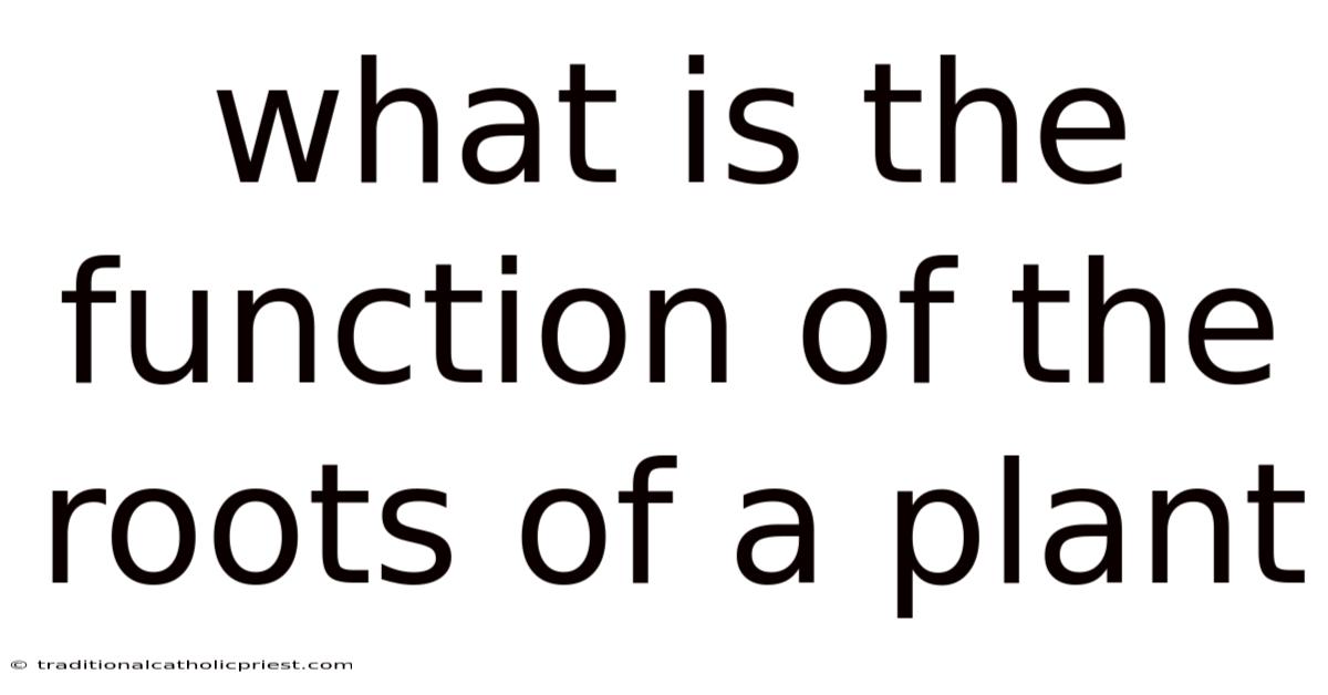 What Is The Function Of The Roots Of A Plant